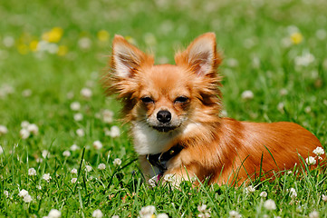 Image showing Chihuahua dog on green grass