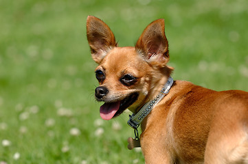 Image showing Chihuahua dog on green grass