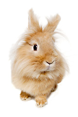 Image showing Rabbit isolated on white background