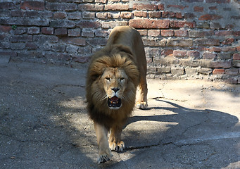 Image showing Lion