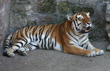 Image showing Tiger