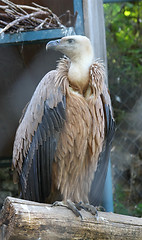 Image showing Eagle