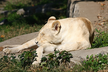 Image showing Lioness