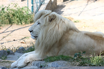 Image showing Lion