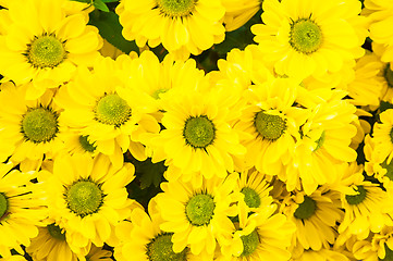 Image showing Chrysanthemum Flower