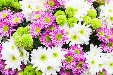 Image showing Chrysanthemum Flower
