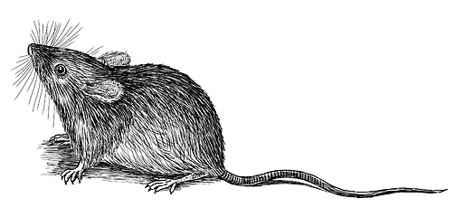 Image showing mouse