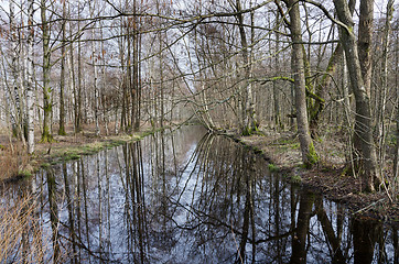 Image showing tree by the water