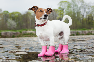 Image showing dog in the rain 