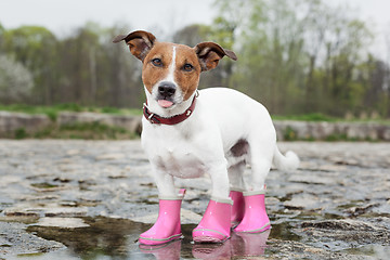 Image showing dog in the rain 