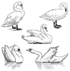 Image showing sketch of swans