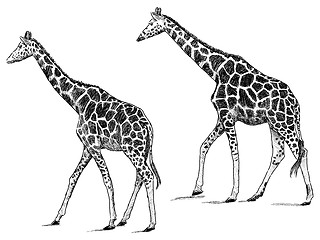 Image showing giraffes