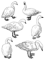 Image showing swans