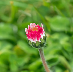 Image showing Common Daisy Bud