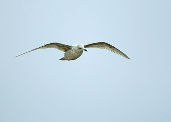 Image showing Kumlien's Gull