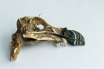 Image showing Razorbill Skull