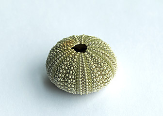 Image showing Sea Urchin Shell