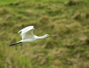 Image showing Spoonbill Flying