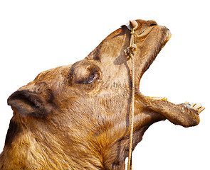 Image showing screaming camel head, isolated on white background