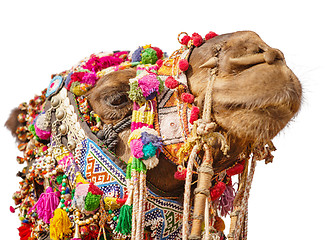 Image showing Decorated camel head isolated on white background