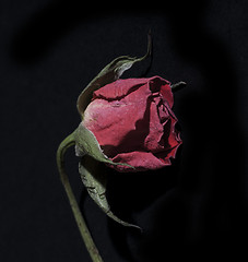 Image showing decaying rose