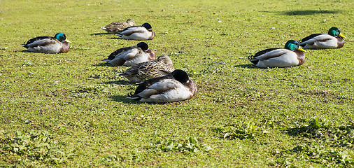 Image showing group of mallard ducks
