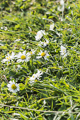 Image showing wild daisies and grass