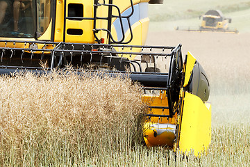 Image showing combine harvesting rape