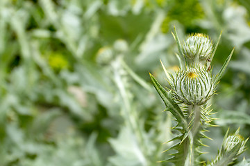 Image showing thistle in spring