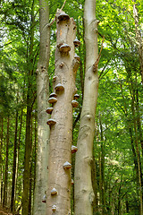 Image showing Polyporus Growth on a Tree