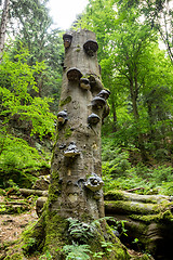 Image showing Polyporus Growth on a Tree