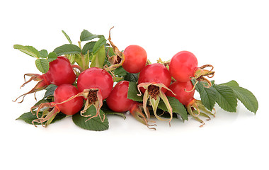 Image showing Rose Hip Fruit