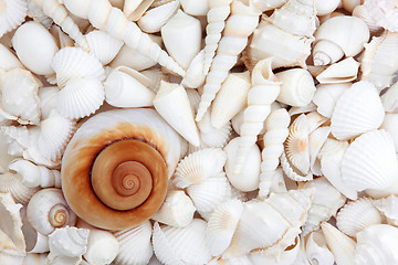 Image showing Seashell Treasure