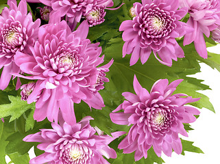 Image showing Chrysanthemum