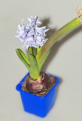 Image showing home flowers, hyacinths