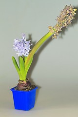 Image showing home flowers, hyacinths