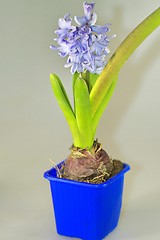 Image showing home flowers, hyacinths