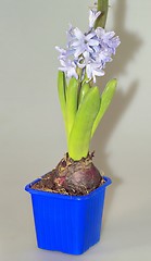 Image showing home flowers, hyacinths