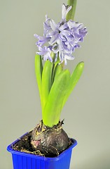 Image showing home flowers, hyacinths