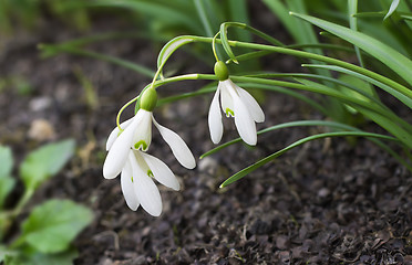 Image showing Snowdrops - the first spring flowers.