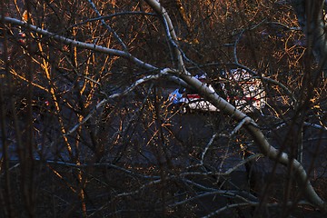 Image showing The evening trees