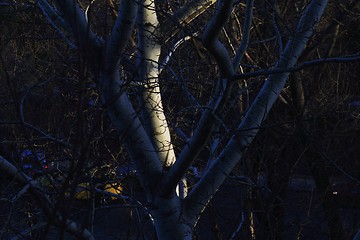 Image showing The evening trees