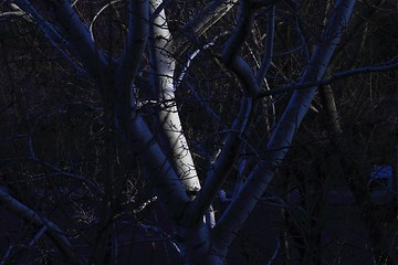 Image showing The evening trees
