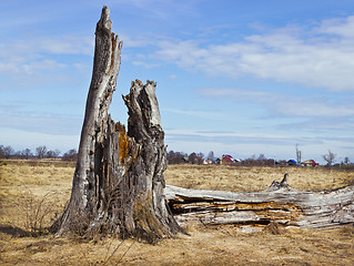 Image showing Landscape with rotten stump in the meadow. April