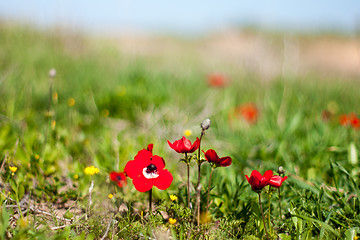 Image showing Spring flowers - red on green