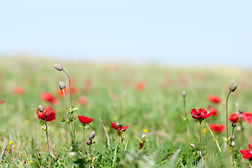 Image showing Spring flowers - red on green