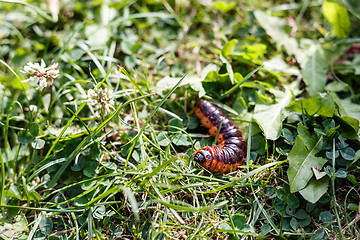 Image showing large caterpillar