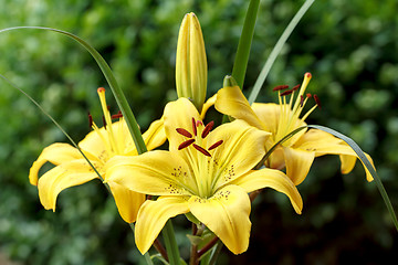 Image showing Detail of flowering yellow lily