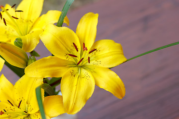 Image showing Detail of flowering yellow lily