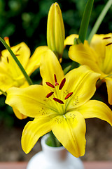 Image showing Detail of flowering yellow lily